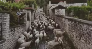 Ιωάννινα: Το οικομουσείο Ζαγορίου βραβεύτηκε από τον οργανισμό European Heritage Days- Η σημασία της μετακινούμενης κτηνοτροφίας