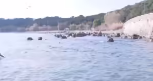 Θεοφάνεια- Μυτιλήνη: Έκοψαν την πίτα οι χειμερινοί κολυμβητές