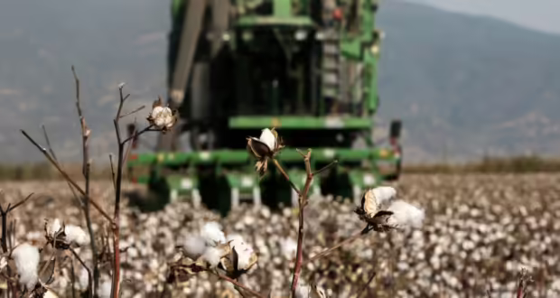 Το ΥΠΑΑΤ ετοιμάζει πρόγραμμα με ενίσχυση 40 ευρώ το στρέμμα για τους βαμβακοπαραγωγούς