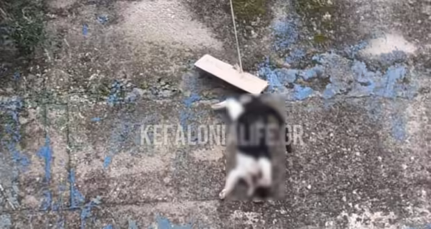 Κεφαλονιά: Σκότωσαν γάτα, την κρέμασαν με σχοινί και έγραψαν «μπράβο» σε ένα χαρτόνι