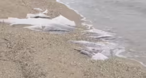 Χαλκιδική: Μεγάλα κομμάτια νάιλον στην παραλία Νέας Ηράκλειας – Για «περιβαλλοντική βόμβα» κάνουν λόγο οι κάτοικοι