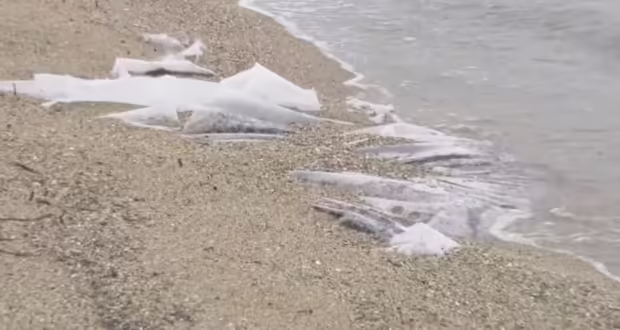 Χαλκιδική: Μεγάλα κομμάτια νάιλον στην παραλία Νέας Ηράκλειας – Για «περιβαλλοντική βόμβα» κάνουν λόγο οι κάτοικοι