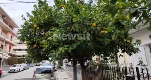 Ίλιον: Σε καταστολή στη ΜΕΘ με δύο αιματώματα στο κεφάλι ο 80χρονος που έκοψε τα λεμόνια – Ο 65χρονος ζήτησε συγγνώμη για την επίθεση