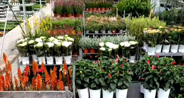 Θεσσαλονίκη: Ξενάγηση σε μια από τις μεγαλύτερες ανθαγορές της χώρας- Ευωδιαστά λουλούδια από την παραγωγή στην κατανάλωση