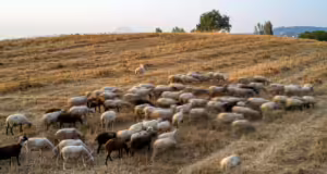 Τροχαίο με έναν τραυματία και πέντε νεκρά ζώα στην Αντιρρίου – Ιωαννίνων: Οδήγησαν κοπάδι προβάτων στην Εθνική Οδό