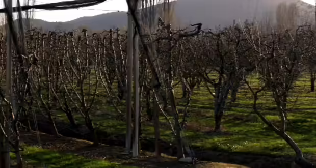 Αποζημιώσεις στους μηλοπαραγωγούς της Καστοριάς