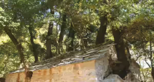 Αγία Θεοδώρα: Το γραφικό εκκλησάκι στην Αρκαδία με τα 17 δέντρα στην στέγη του