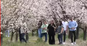 Συκούριο: Ο Δήμος Τεμπών υποδέχεται την Άνοιξη μέσα στις ανθισμένες αμυγδαλιές