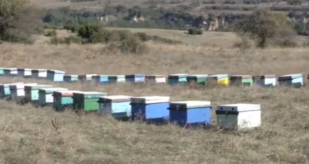 Διαμαρτυρία μελισσοκόμων για πρόστιμα που τους επέβαλε το Δασαρχείο Πολυγύρου