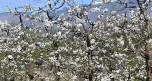 Από το Χανάμι του Τόκιο στις ανθισμένες κερασιές της Πέλλας Ιάπωνας διπλωμάτης
