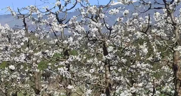 Από το Χανάμι του Τόκιο στις ανθισμένες κερασιές της Πέλλας Ιάπωνας διπλωμάτης