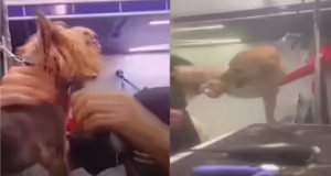 Βόλος: Οργή στα social media με pet groomer – Βίντεο τη δείχνουν να κακοποιεί ζώα