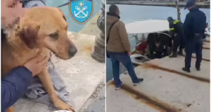 Ραφήνα: Επιχείρηση από Λιμενικό, Πυροσβεστική, Δήμο και φιλοζωική για τη διάσωση σκύλου που έπεσε στη θάλασσα