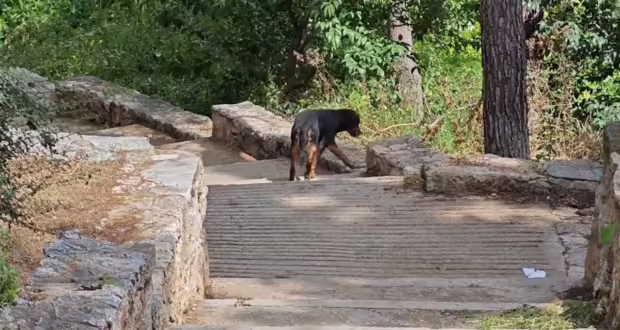 Παράτησαν 7 μεγαλόσωμα σκυλιά στο Άλσος Παγκρατίου ανήμερα της παγκόσμιας ημέρας αδέσποτων ζώων
