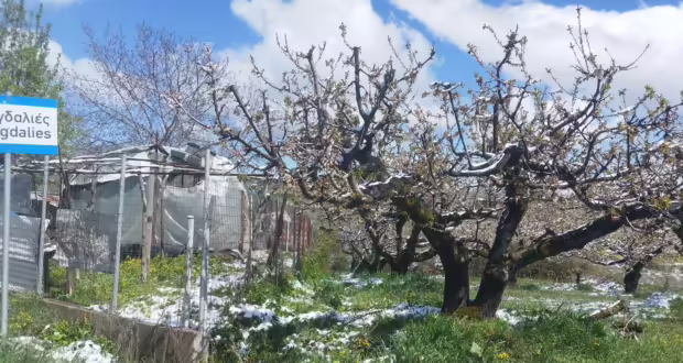Κοζάνη: Ζημιές από το χιόνι και τις χαμηλές θερμοκρασίες σε καλλιέργειες