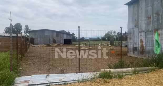 Κιλκίς: «Ο κτηνοτρόφος παρενοχλούσε την κόρη μας» λέει η σύζυγος του 39χρονου για την δολοφονία το 2024