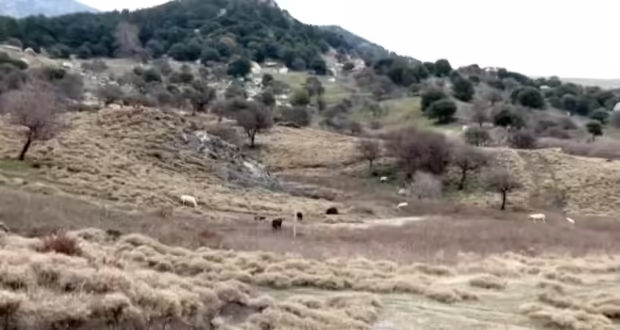 Καστέλι Κισσάμου: Η αδέσποτη βόσκηση αιγοπροβάτων πλήττει τις αγροτικές καλλιέργειες