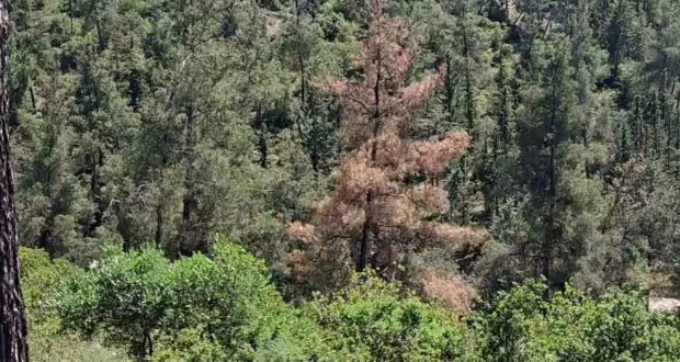 Σ. Δανιηλίδης: Το φλοιοφάγο έντομο συνεχίζει να απειλεί το Σέιχ Σου- Άμεσα συντονισμός για την αντιμετώπισή του