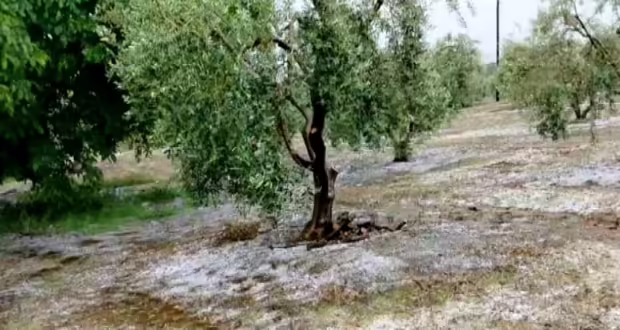 Χαλκιδική: Σφοδρή χαλαζόπτωση κατέστρεψε καλλιέργειες ελιάς