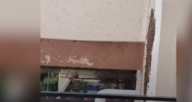 Θεσσαλονίκη: Μελίσσι αναστάτωσε δημοτικό σχολείο- Βίντεο από την απομάκρυνσή του