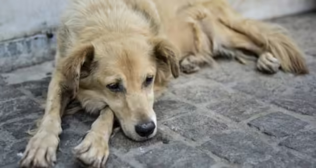 Παραδίδεται προς χρήση και το δεύτερο πιστοποιημένο πάρκο σκύλων στο Δήμο Θεσσαλονίκης
