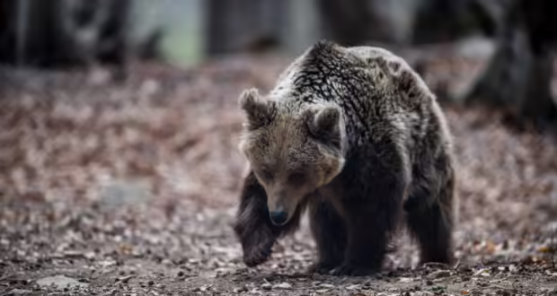 Καστοριά: Νεκρή από πυροβόλο όπλο εντοπίστηκε αρκούδα στην περιοχή Λιθιά