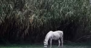 Θεσσαλονίκη: Προκαταρκτική έρευνα μετά την επίθεση του αλόγου στον 9χρονο μαθητή – Συνελήφθη η ιδιοκτήτρια της επιχείρησης