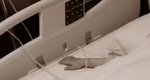 Θεσσαλονίκη: Συντετριμμένος ο πατέρας της 5χρονης που «έφυγε» από στρεπτόκοκκο – «Το πρόσωπό της ήταν μελανιασμένο»