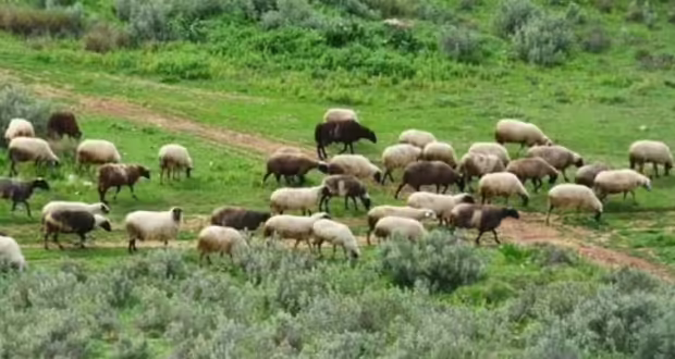 Θεσσαλονίκη: Η ελληνική κτηνοτροφία φθίνει και το 2026 αναμένεται ακόμη πιο δύσκολο, λέει ο αντιπρόεδρος του Συνδέσμου Ελληνικής Κτηνοτροφίας