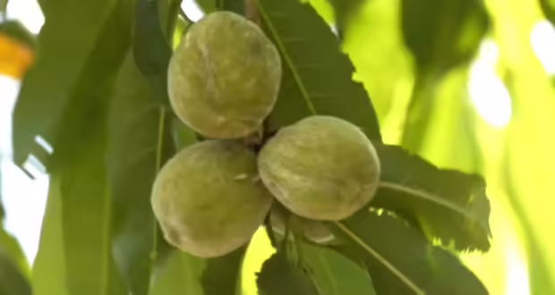 Συνεχείς καταστροφές στις καλλιέργειες της Ημαθίας