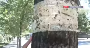 Θεσσαλονίκη: Άρρωστες οι φτελιές στο κέντρο της πόλης