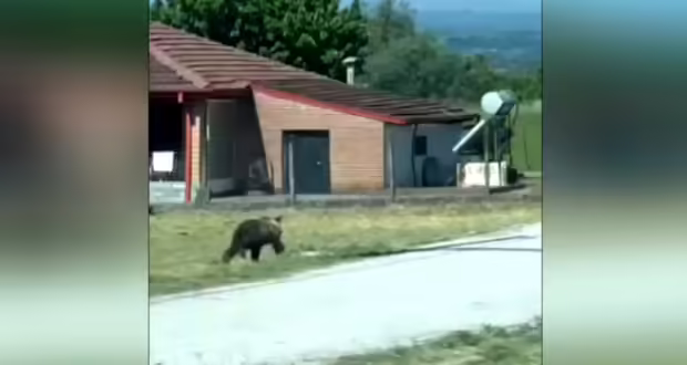 Εμφάνιση αρκούδας σε απόσταση αναπνοής από το 3ο Δημοτικό Άργους Ορεστικού