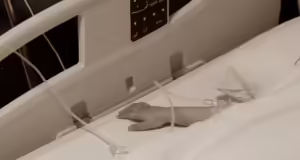 Αναζητείται μητέρα στη Ρόδο – Διέκοψε την ιατρική αγωγή της 4χρονης κόρης που έχει φυματίωση