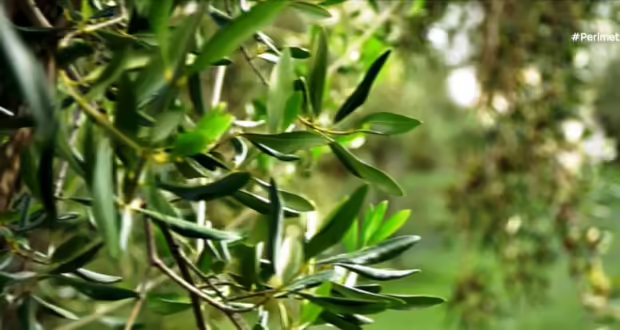 Το 10ο  φεστιβάλ ελαιολάδου και ελιάς στην Καλαμάτα