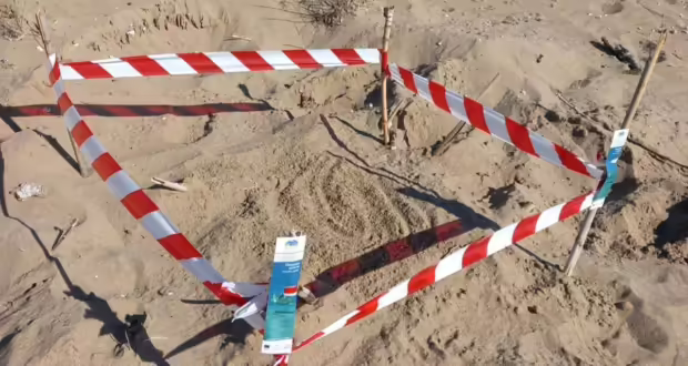 Εμφανίστηκαν οι πρώτες φωλιές Caretta – Caretta στην Ηλεία: Όλα όσα πρέπει να γνωρίζετε για την προστασία αυτής της μοναδικής χελώνας
