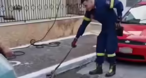 Σπάρτη: Φίδι κόβει «βόλτες» σε αυλή σπιτιού – Η στιγμή που πυροσβέστης το απομακρύνει από το σημείο