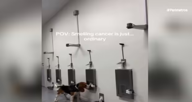 Οι σκύλοι βοηθούν στην πρώιμη διάγνωση του καρκίνου