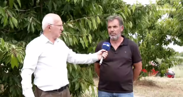 Αμυγδαλιές Γρεβενών: Ολική καταστροφή της παραγωγής κερασιών