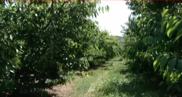 Πέλλα: Σχεδόν ολική η ακαρπία στα κεράσια λόγω παγετού
