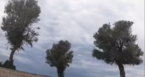 Η ελιά μέσα από τον φωτογραφικό φακό