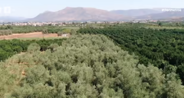 Κέρκυρα: Η αντιμετώπιση της απειλής του δάκου της ελιάς με το Olivetech