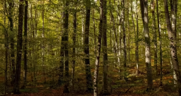 Χαλκιδική: Σε υψηλό κίνδυνο πυρκαγιάς- Απαγόρευση κυκλοφορίας σε περιοχές των δήμων Κασσάνδρας, Σιθωνίας και Αριστοτέλη