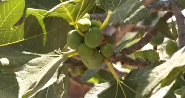 Υψηλής διατροφικής αξίας και μοναδικής γεύσης τα σύκα Καλαμάτας- Διάσημα για την ποιότητά τους