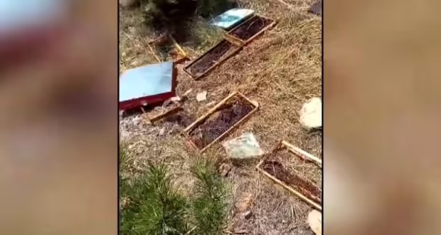 Κοζάνη: Νέα επίθεση αρκούδας σε κυψέλες και μελίσσια- Τα στοιχεία του ΕΛΓΑ για τις ζημιές σε καλλιέργειες και ζωικό κεφάλαιο