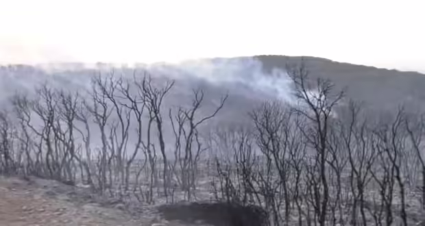 Θεσσαλονίκη-Πυρκαγιά σε δασική έκταση στο Μεσαίο: Ισχυρές πυροσβεστικές δυνάμεις στην επιχείρηση κατάσβεσης- Βελτιωμένη η εικόνα