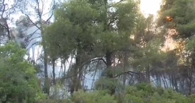 Βελτιωμένη η εικόνα της φωτιάς στη Βουρβουρού Χαλκιδικής – Επιχειρούν ισχυρές εναέριες και επίγειες δυνάμεις