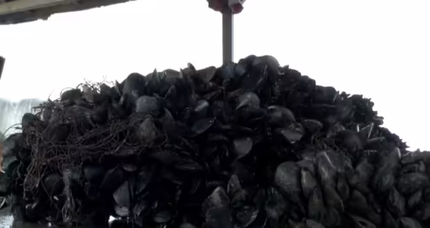 SOS εκπέμπουν οι μυδοκαλλιεργητές των Κυμίνων – Η κλιματική αλλαγή έβγαλε εκτός το 40% των επαγγελματιών