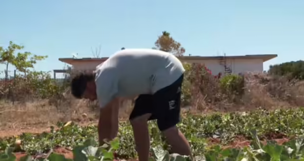 Μαραθόπολη Μεσσηνίας: Πεπόνια με 45 χρόνια ιστορίας, διαχρονική ποιότητα και γεύση πολλών αστέρων